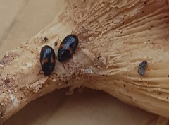 Diaperinae