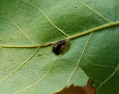 Phylloxera notabilis