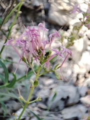 Centranthus lecoqii