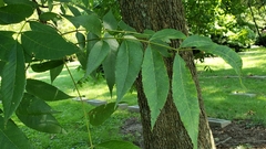 Phylloxera notabilis