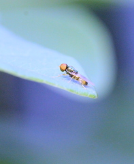 Microchrysa flaviventris