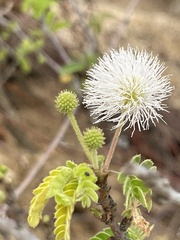 Mimosa tricephala