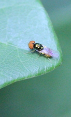 Microchrysa flaviventris