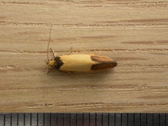 Merocroca automima