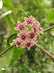 Hoya diversifolia