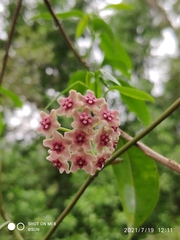 Hoya diversifolia