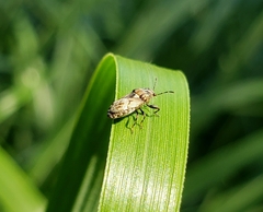 Phlegyas abbreviatus
