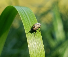 Phlegyas abbreviatus