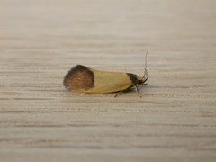 Merocroca automima