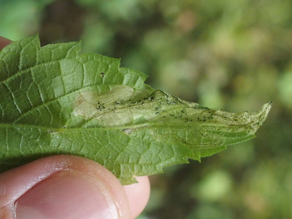 Agromyza fission
