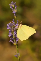 Gonepteryx rhamni