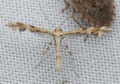 Trichoptilus ceramodes