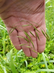 Bromus sitchensis
