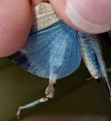 Oedipoda caerulescens