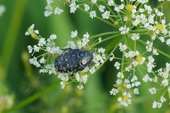 Oxythyrea funesta