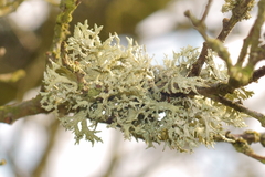 Evernia prunastri