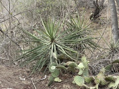 Yucca capensis
