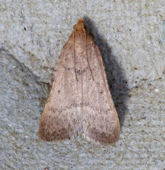 Bostra obsoletalis