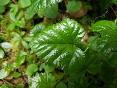 Rubus nivalis