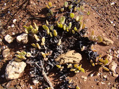 Acrodon purpureostylus