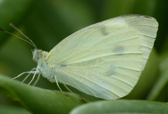Pieris rapae