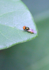 Microchrysa flaviventris