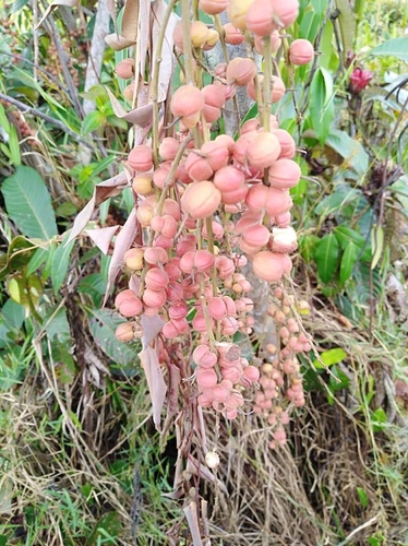 Alchornea cordifolia