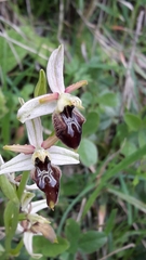 Ophrys exaltata