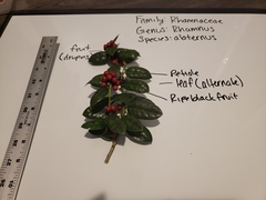 Rhamnus alaternus