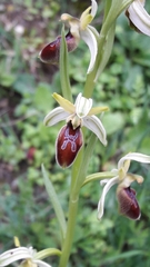 Ophrys exaltata