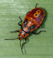Spilostethus pandurus