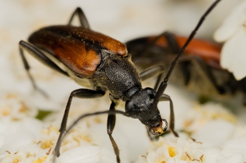 Juodasiūlis Grakštenis nuotrauka
