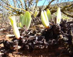 Acrodon purpureostylus