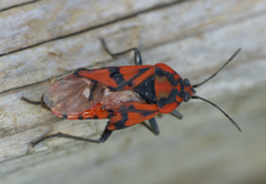 Spilostethus pandurus