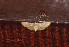 Cotachena pubescens