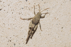 Oedipoda caerulescens