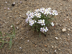 Dontostemon integrifolius