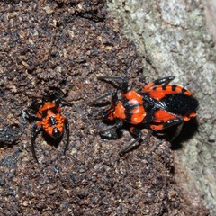 Tegea atropicta