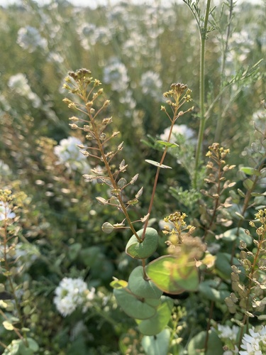Lepidium perfoliatum iNat (2)