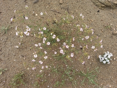 Chamaerhodos grandiflora