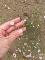 Chamaerhodos grandiflora