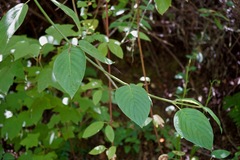 Euonymus occidentalis occidentalis
