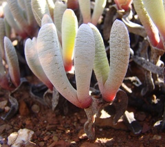 Brianhuntleya intrusa