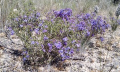 Calytrix leschenaultii