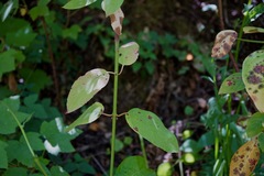 Euonymus occidentalis occidentalis