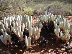 Brianhuntleya intrusa