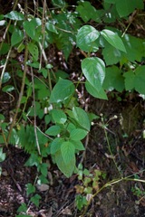 Euonymus occidentalis occidentalis
