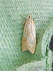 Helcystogramma rufescens