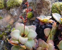Crassula orbicularis