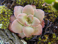 Crassula orbicularis